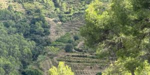 mosaic agroforestal - oliveres - cireres